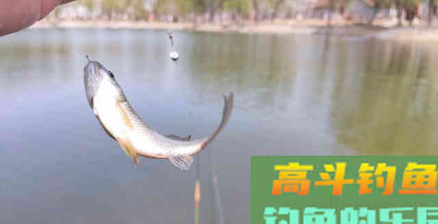 对于速钓野生鲫鱼时，所用饵料配方的重要性