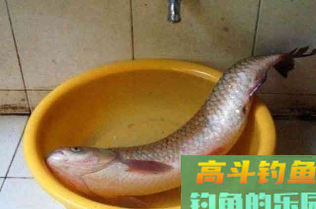 钓草鱼的饵料配方，知道后想不上钩都难