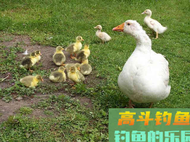 鸡鸭饲料，为什么都是打窝的好东西，原因是这几点