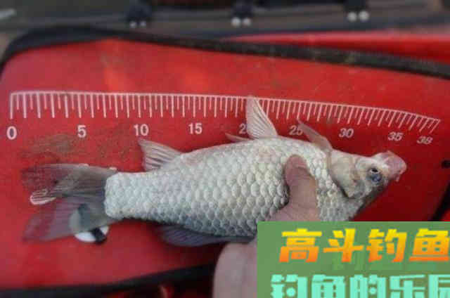 十月期间野钓大鲫鱼的3个用饵套路,非常有效 十月期间野钓大鲫鱼的3个用饵套路,非常有效