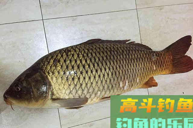 垂钓鲤鱼的自制饵，会有让你意外的收获