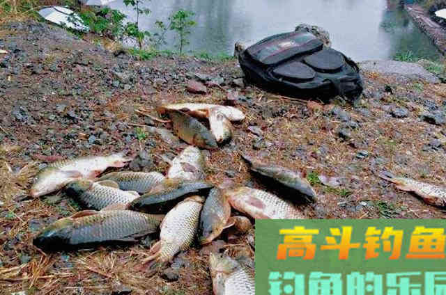 秋天钓鲫鲤的速效饵，助我鱼获丰收