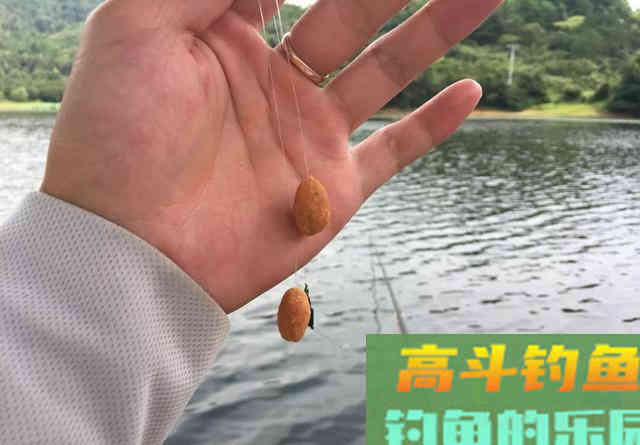 钓鲤鱼别总是用玉米，试试这种饵，廉价又有效