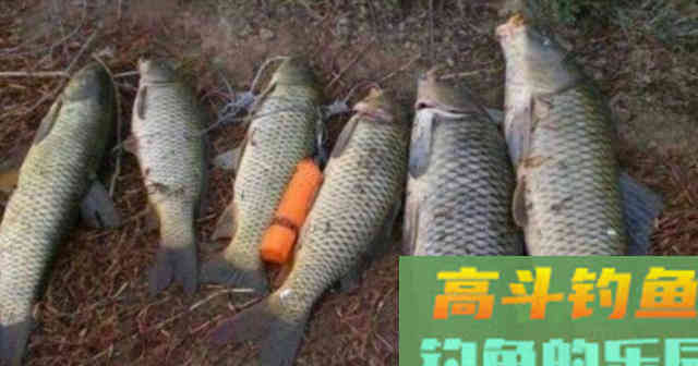 药酒窝料诱鱼，制作配方详细教学，野钓50斤大鱼
