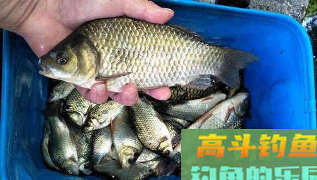 谷麦钓法，自制酒米野钓鲫鱼
