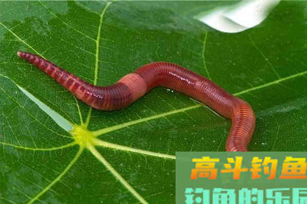秋季钓鱼最常用的几种饵料，谁会是你心目中的第一呢