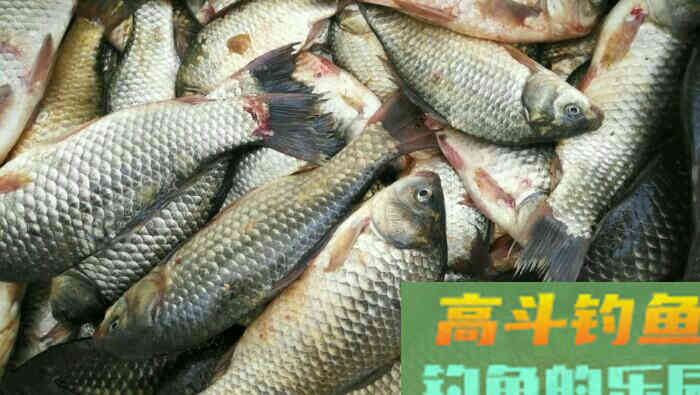 浅谈饵料及饵料配比，来自高手总结