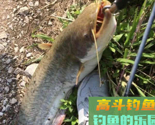 秋天的开饵思路，以及用饵技巧
