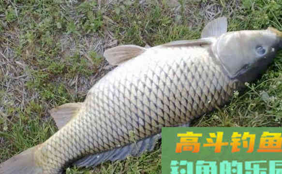 重窝的作用，与小水面打窝的技巧