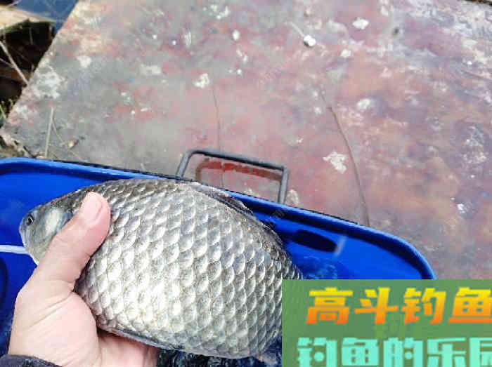 虾拉饵真实的制作过程与效果