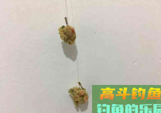 为什么螺鲤钓不到鱼？最基本的饵料搭配都不对