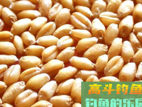 制作方法不同，麦粒诱钓的对象鱼，不仅仅是鲫鱼