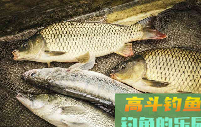 秋钓大鲤，推荐用上这款饵，再狡猾也钓得上来