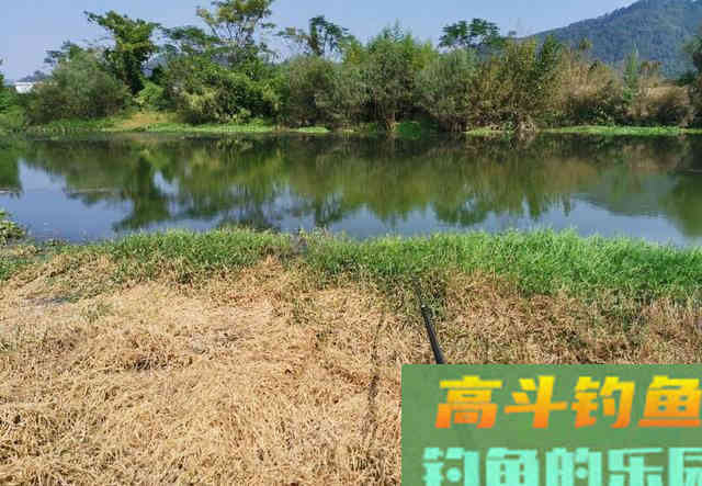 诱鱼、留鱼并非只能靠窝料，学会抽窝比打窝更高效