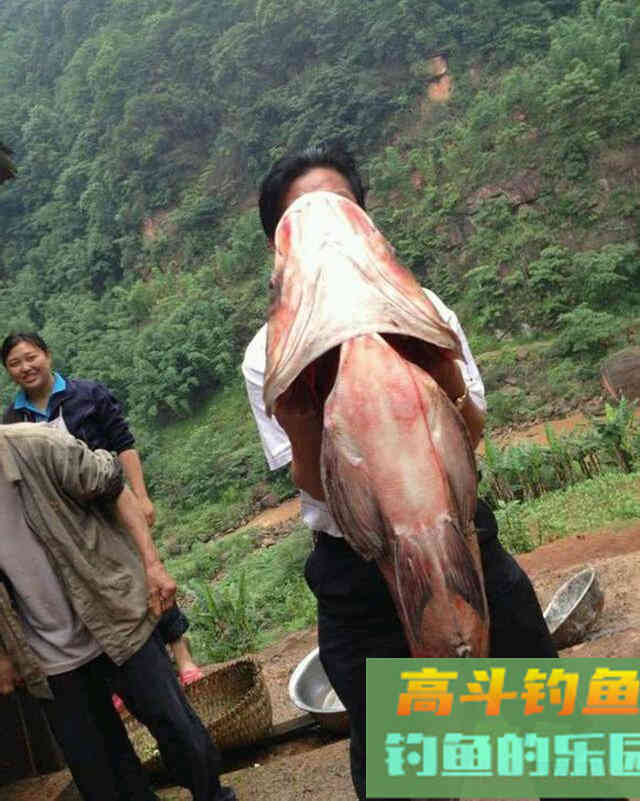 用自制饵料钓鲢鳙，这鱼一来一群，钓不散