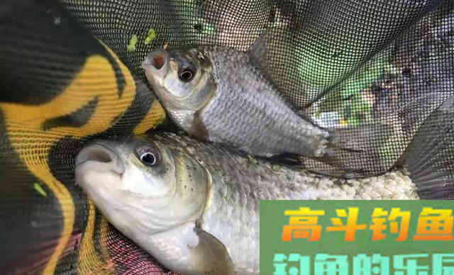 一问饵料配方就推荐蓝鲫918，真是效果好？没万能饵
