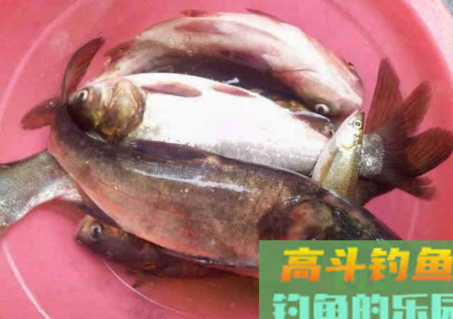 如何自制鲢鳙酸臭饵料？我教你