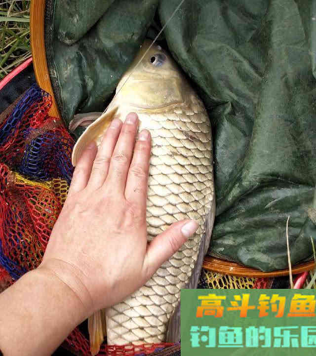 对人体十分重要的东西，钓鱼的时候加点效果怎样？