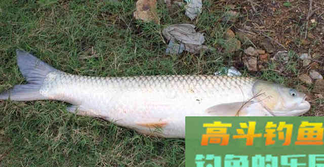 这款实用的草鱼饵，助你收获大草鱼