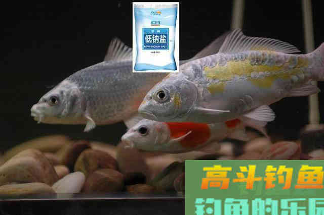 饵料之中为什么要加盐？很多钓鱼人都不知道是什么原理