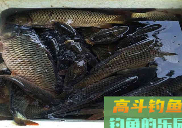 钓鱼添加剂的使用心得，别被无良商家忽悠了