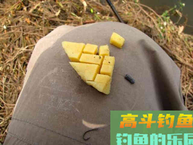 如何用红薯制作钓鱼饵料？特别适合秋天野钓鲤鱼