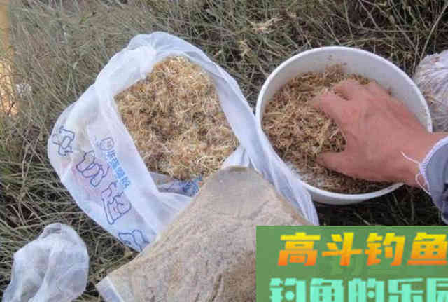 被钓鱼人忽视的绿色钓饵谷芽，制作过程及使用方法