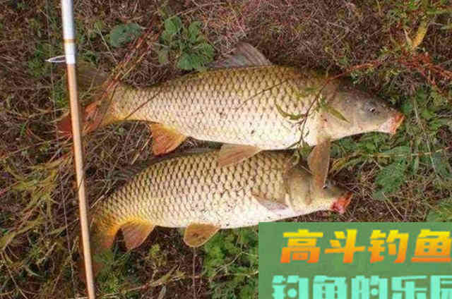 这才是玉米饵最牛的用法秘诀，猛拔鲤鱼十拿九稳