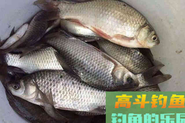 谁说蚯蚓钓鱼过时了！用对了照样爆护，分享4种用法