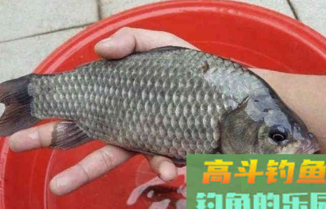 导致拉饵不好用的4个原因，要注意的相关事项