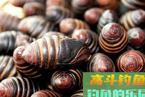 本来是食材，但是用来钓鱼，效果丝毫不差于蚯蚓和红虫