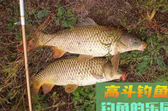 钓了20年鱼发现厨房里暗藏的4种尿性饵 钓了20年鱼发现厨房里暗藏的4种尿性饵