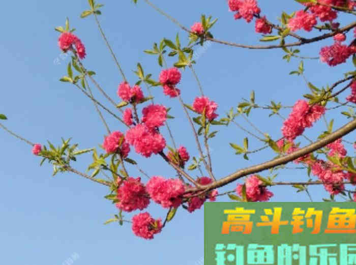 从打窝的种类与利弊，到材料的味型分析，教你打窝