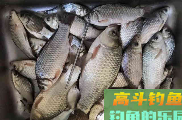 冬钓斤鲫，自制饵窝料详细教学