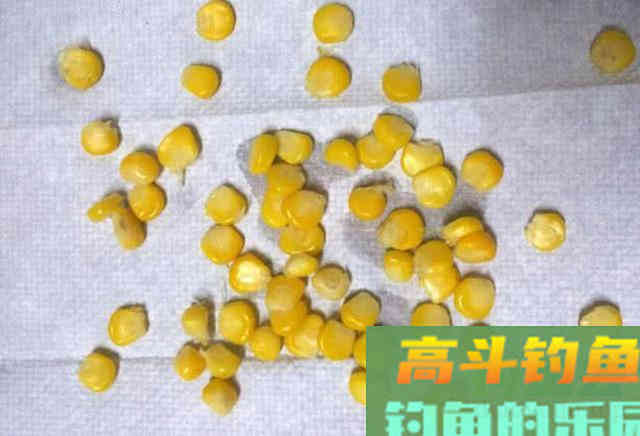 都知道用玉米粒可以钓大鱼，但具体该如何使用