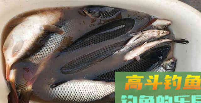 窝料入水没鱼进窝，多半是窝料的问题，打窝注意这几点