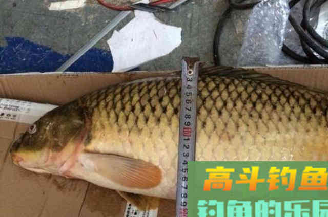 自制的红薯麦粒鲫鱼鲤鱼饵料，效果好上鱼块
