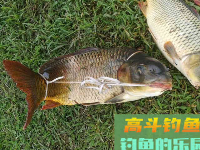 为什么打了窝子，守一天一条鱼也钓不到？