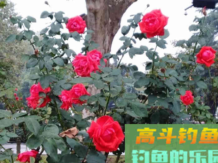 玉米窝料类别与水情鱼情分析，玉米窝料特性与打窝方法