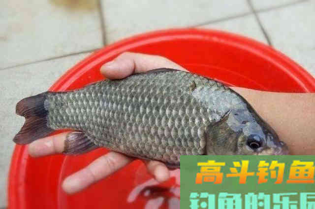 香饵和腥味怎么搭配，什么情况下减轻或加大比重