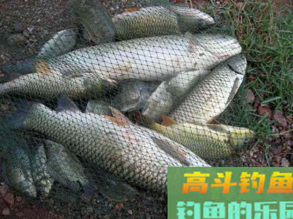 玉米粒窝料和钓饵的制作方法，特别适合大水面
