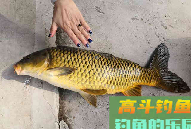 用鲫鱼饵料钓鲤鱼，3类粉饵有7种用法，结合春季钓