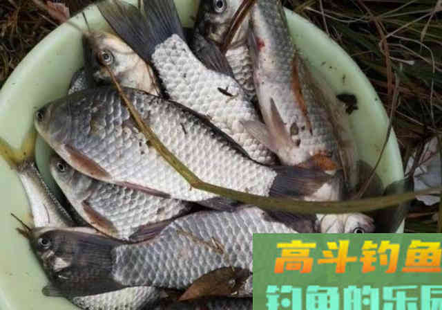 窝料秘方，诱钓野生大板鲫鱼，钓鲫鱼和鲤鱼最佳窝料