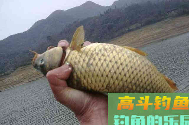 在深秋野钓过程中，配饵时可以加入的一些天然添加剂