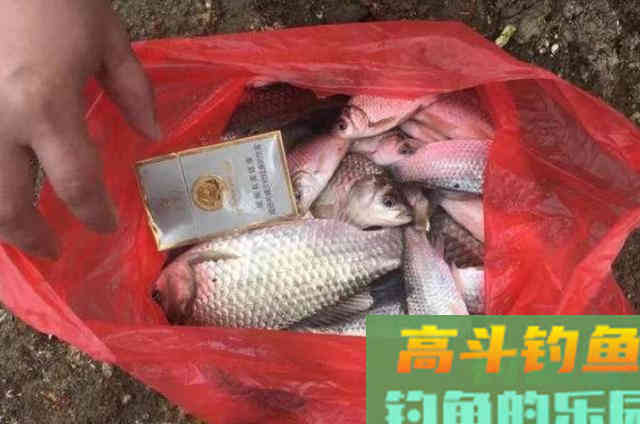 钓鱼小药我就只服这4种，简单实用又省钱