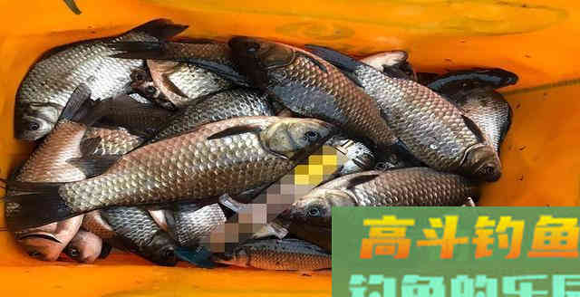 用桃酥做的窝料，诱鱼快留鱼久