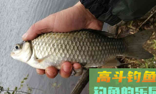 用于冬钓的酒米颗粒钓罗非鱼，还还能钓野生大板鲫