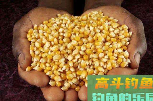 2种钓草鱼的打窝方法，与窝料投放方式