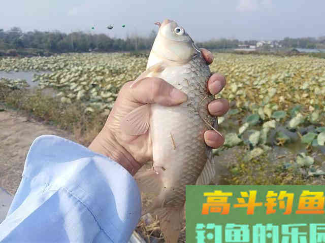 用蚯蚓总是抓不住鱼口，可以试试直接这样钓