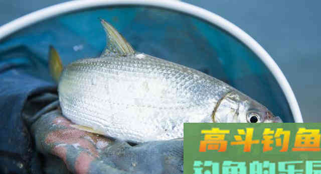 钓鱼小药的应用是否违背初心，要从添加剂本身说起